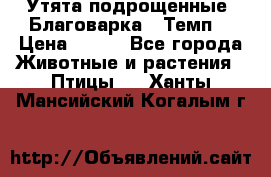 Утята подрощенные “Благоварка“,“Темп“ › Цена ­ 100 - Все города Животные и растения » Птицы   . Ханты-Мансийский,Когалым г.